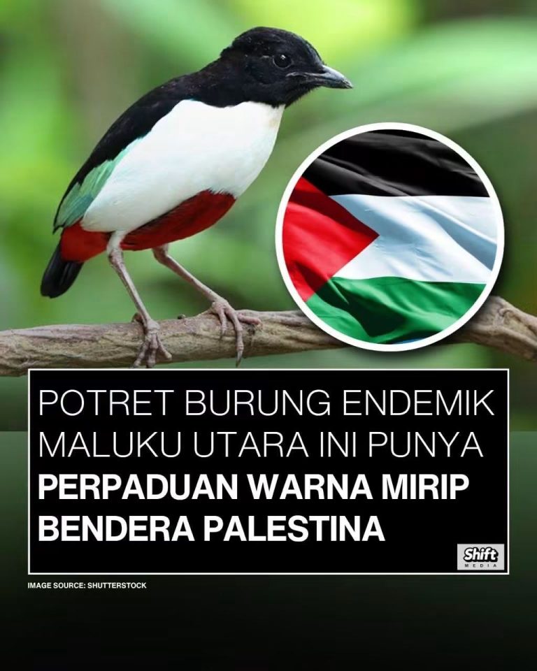 Burung Paok Halmahera Mempunyai Kombinasi Bulu Yang Mengingatkan Bendera Palestina.
